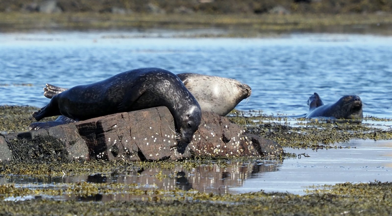 Common Seal